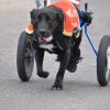 dog walk 2013-5067